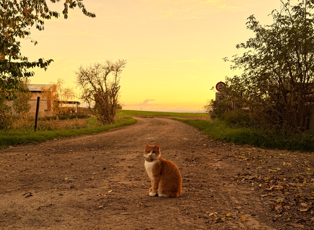 Dias longos de verão e passeio com o gato